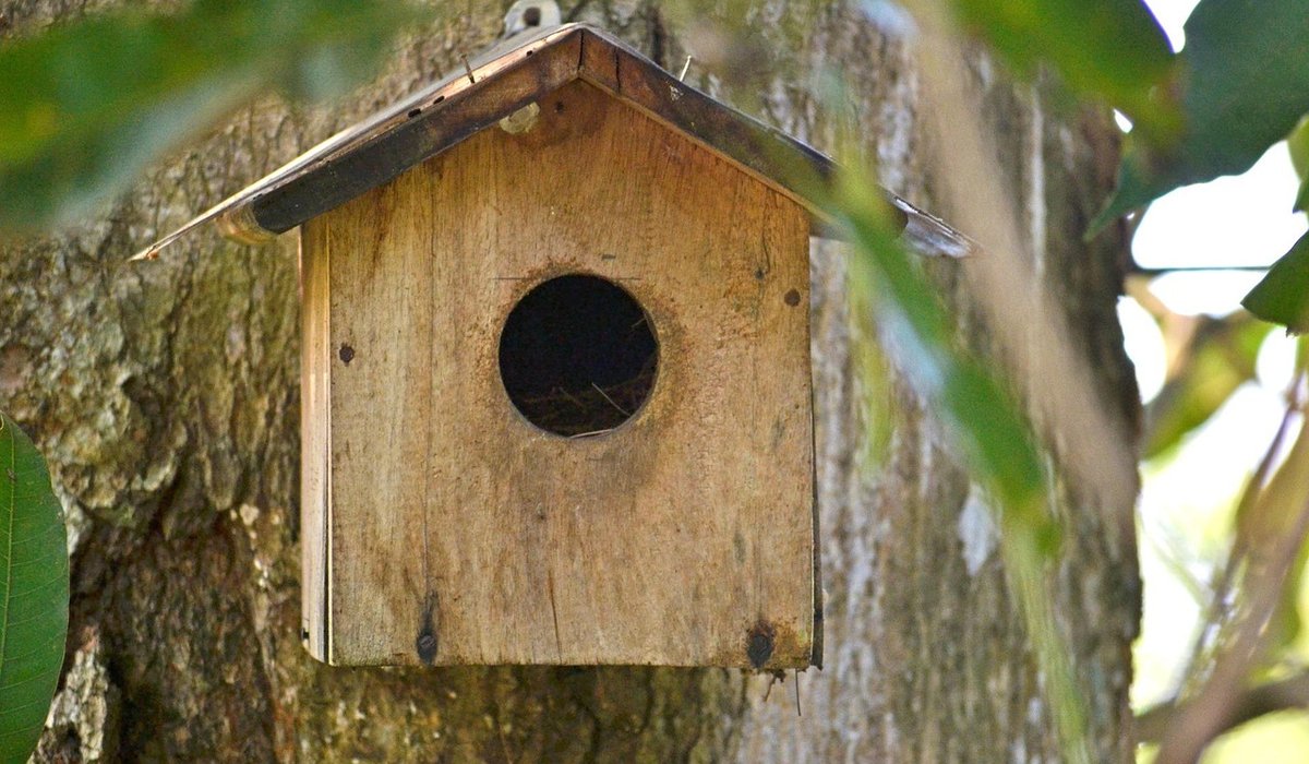 Creating a Swift-Friendly Garden Without Trees