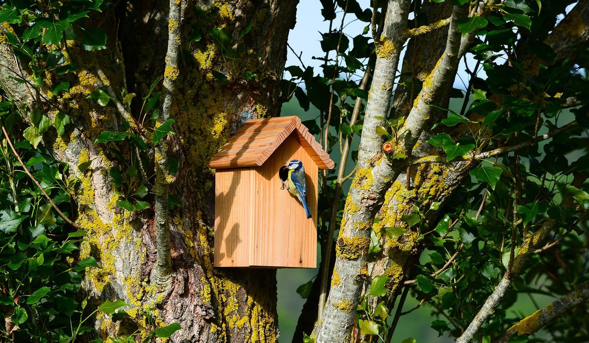 How to Clean and Maintain a Swift Nest Box