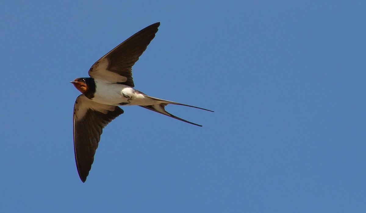 How to Identify a Common Swift in Flight