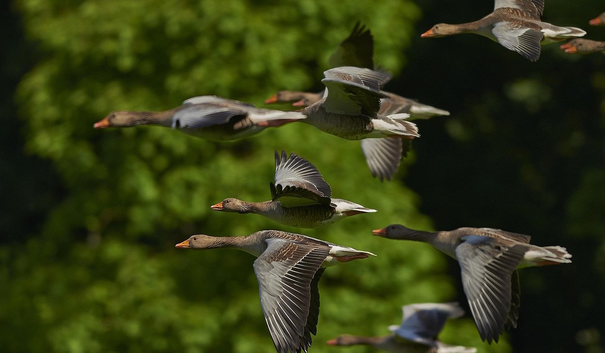 How Weather Affects Swift Feeding Patterns