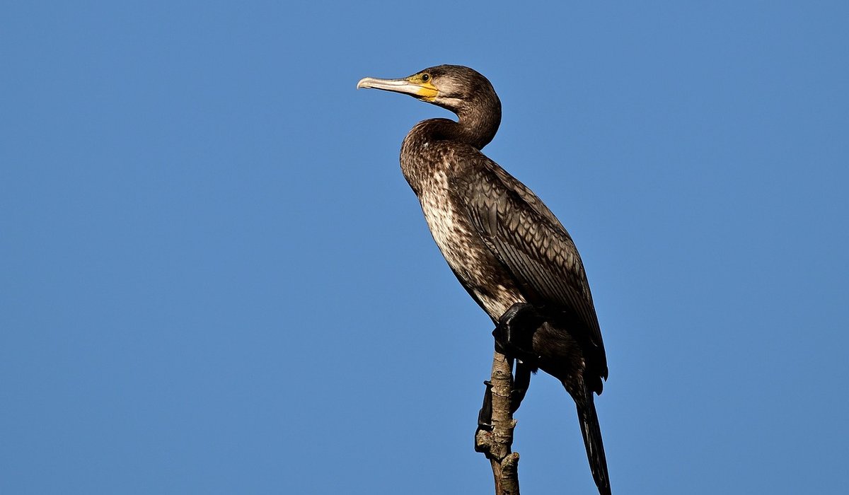 Listening for Swift Calls to Locate Nests