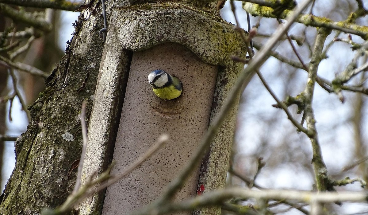 The Role of Urban Roofs in Swift Conservation
