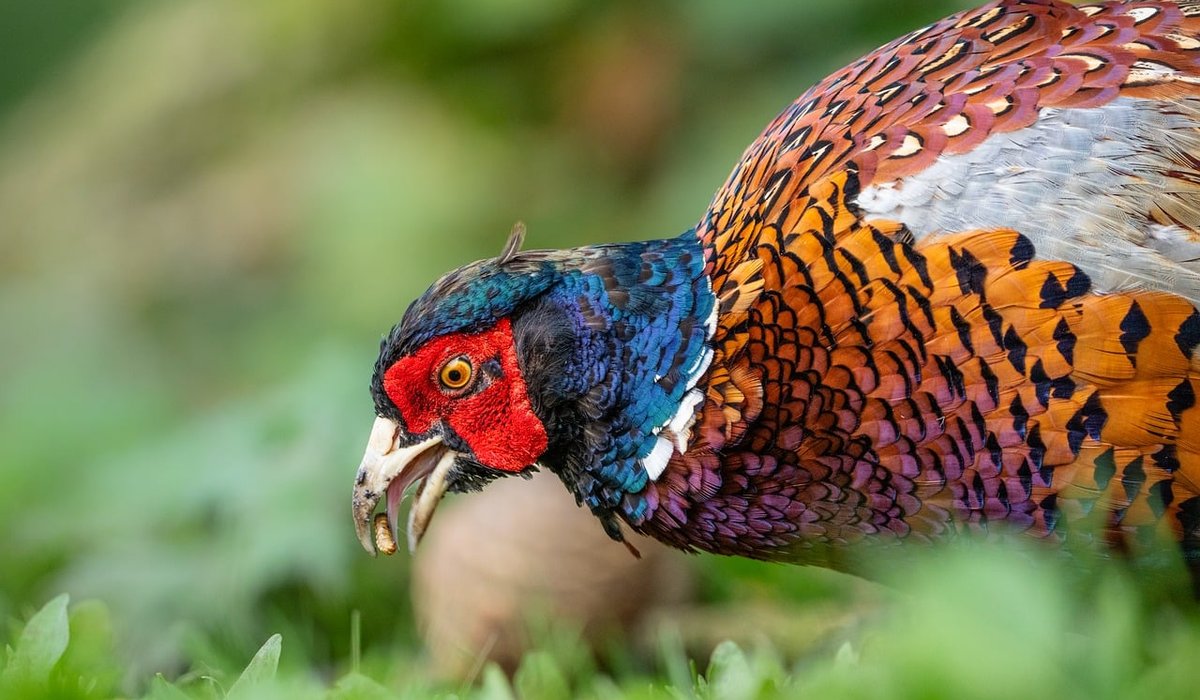 Tracking Swift Movements with Geolocators in Britain