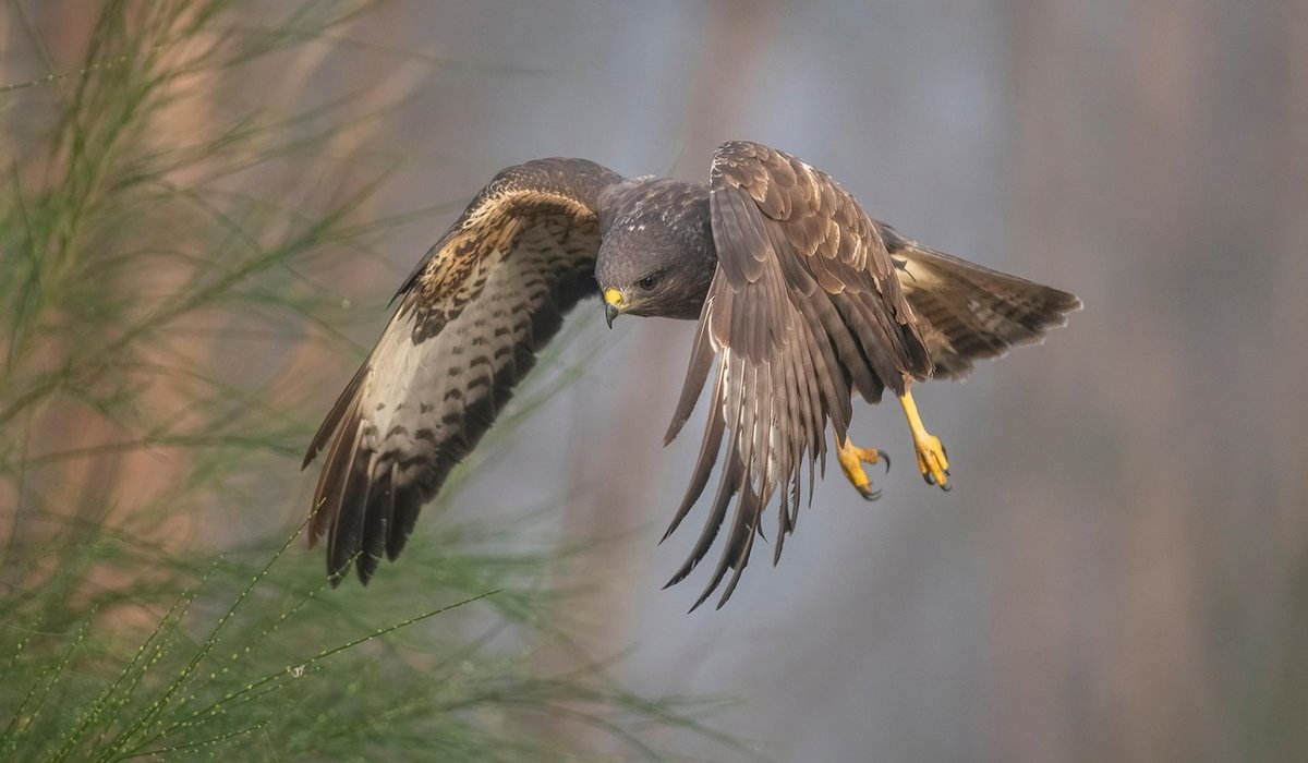 Understanding Swift Migration Routes Across Europe