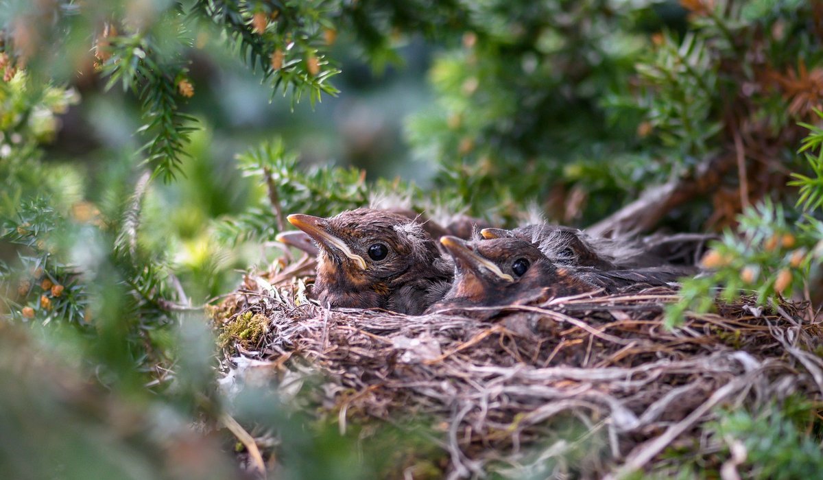 When Swifts Arrive in Britain Each Spring