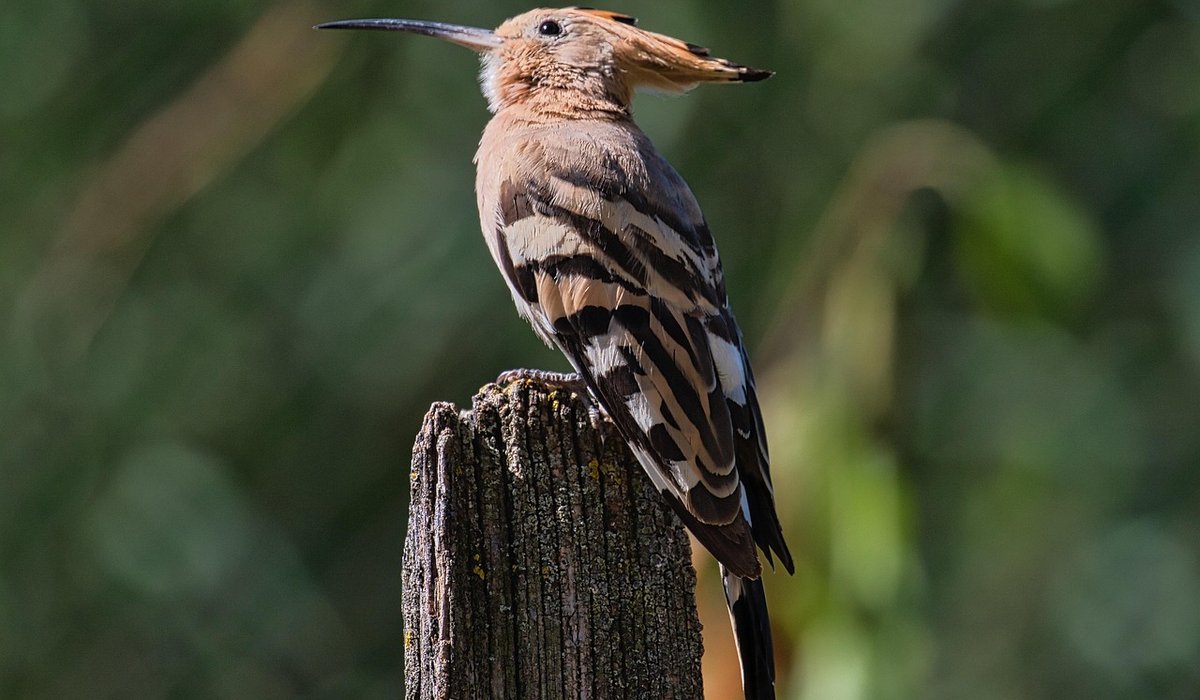 Why Swift Chicks Fledge Quickly Before Migration