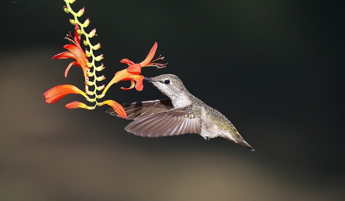 Why Swifts Scream Through Summer Skies